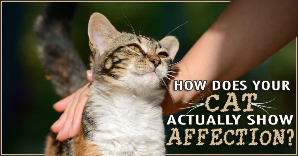 How Does Your Cat Actually Show Affection? | MagiQuiz