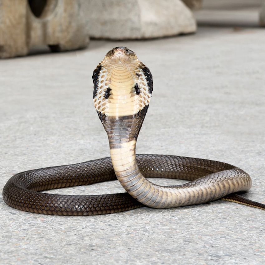 Как выглядит кобра змея фото