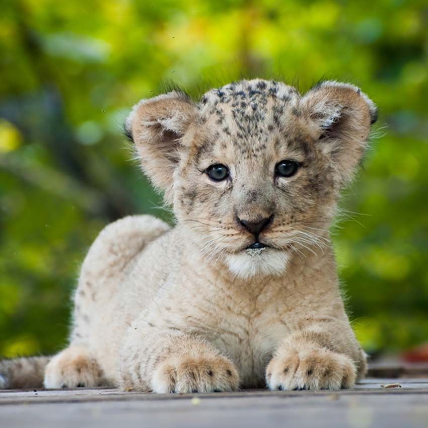 Pick 12 Baby Animals, and We'll Choose How Many Kids You'll Have | MQ