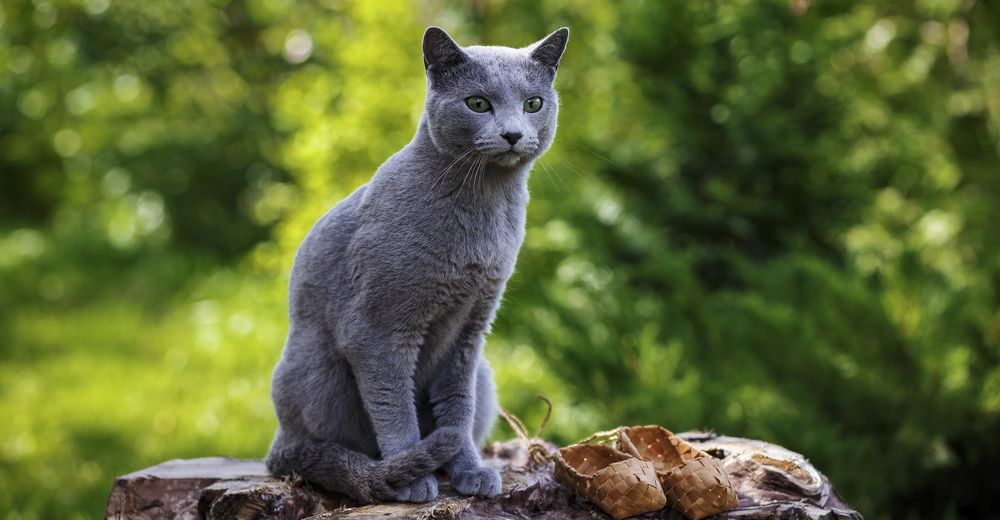 do-you-know-these-different-cat-breeds-magiquiz