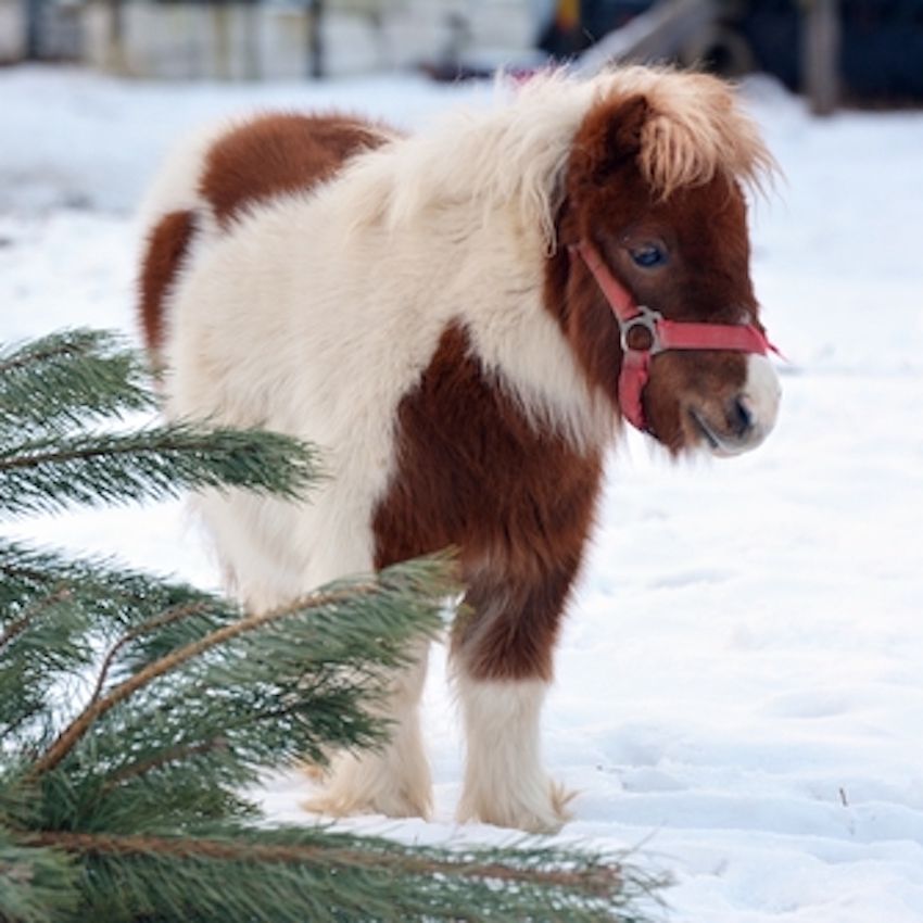 Pick Your Favorite Farm Animals and We'll Tell You Which Female Country